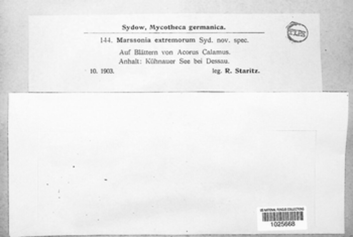 Marssonina extremorum image